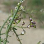 Lepidium graminifolium Corteza