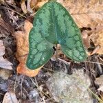 Hexastylis arifolia Lehti