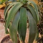 Aloe thraskii Hostoa