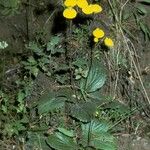 Calceolaria uniflora Hábito