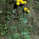Calceolaria uniflora Costuma