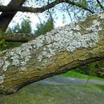 Quercus robur Ekosanga