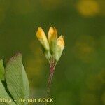 Trifolium micranthum Vrucht