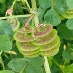 Medicago orbicularis Fruit