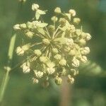 Asclepias variegata Virág