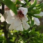 Prunus dulcis Virág