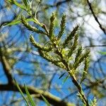 Salix eleagnos Květ