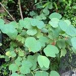 Bauhinia galpiniiLapas