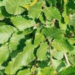 Nothofagus obliqua Hoja