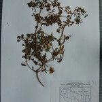 Clematis brevipes Otro