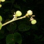 Croton billbergianus Blomst