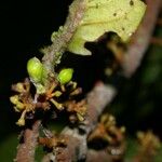 Iryanthera juruensis Fruit