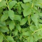 Stevia rebaudiana Ліст