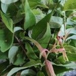 Woodfordia fruticosa List