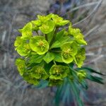 Euphorbia biumbellata Кветка