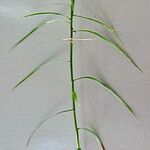 Carex muskingumensis ഇല