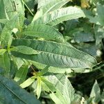 Epilobium angustifolium Folha