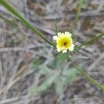 Tolpis umbellata Floare