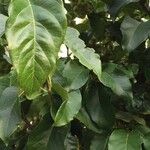 Combretum kraussii Leaf