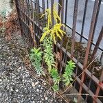 Solidago canadensis Flor