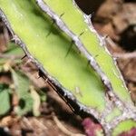 Euphorbia scarlatina 樹皮