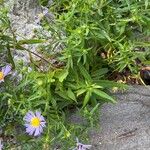 Symphyotrichum puniceum Fuelha