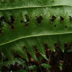 Blotiella currorii Leaf