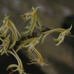 Angraecopsis parviflora Bloem