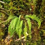 Asplenium fontanum Habitus