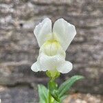 Antirrhinum australe 花