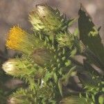 Inula conyza Mosusu