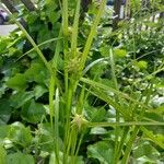 Carex grayi Leaf