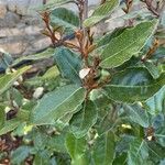 Elaeagnus macrophylla ഇല