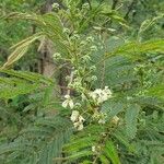 Acacia angustissima Hoja