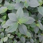 Peperomia rotundifolia Hoja