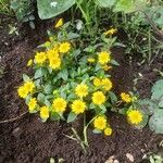 Sanvitalia procumbens Flower