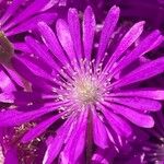Drosanthemum floribundum Květ