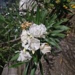 Nerium oleander Blomst