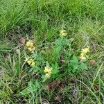 Crotalaria retusa Blad