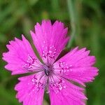 Dianthus deltoidesЦвят