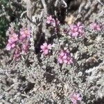 Frankenia corymbosa Flor
