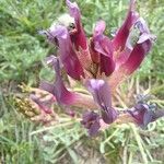 Astragalus vesicarius Virág