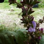 Salvia moorcroftiana Habitus