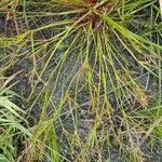 Juncus bulbosus Frunză