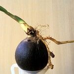 Cocos nucifera Otro