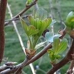 Ribes aureum Leaf