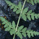 Woodsia oregana Folha