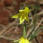 Gladiolus bojeri Flower