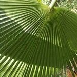 Brahea salvadorensis Lapas