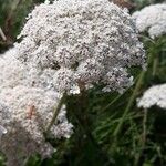 Visnaga daucoidesFlower